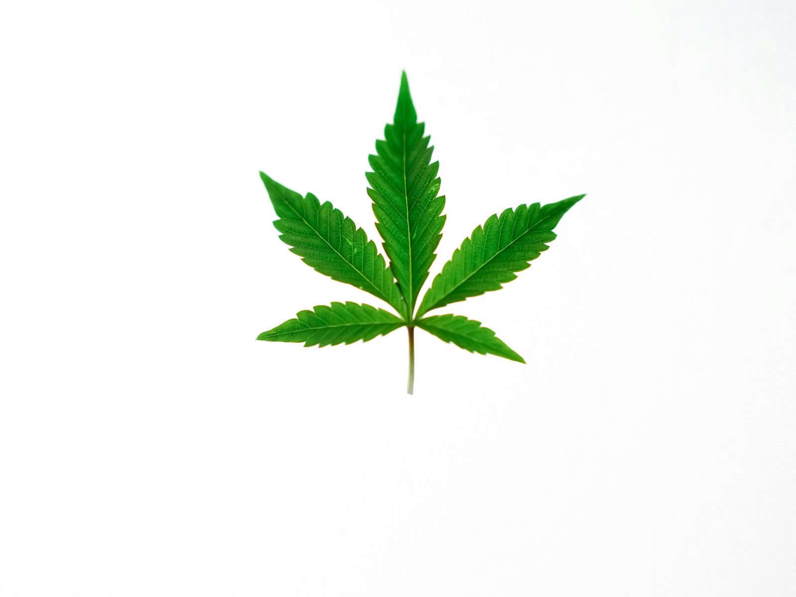 Green cannabis leaf isolated on a clean white background, depicting nature and minimalism.